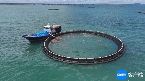 闖出精彩 臨高漁民敢闖敢試，向深海養殖進軍